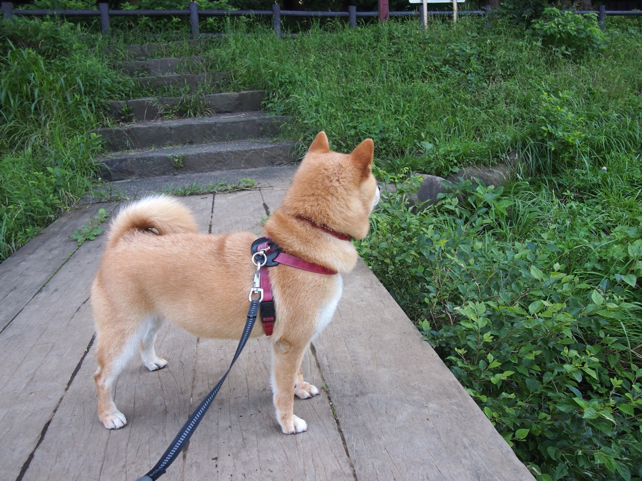 五大联赛球队过渡期阵容使用策略是否足够灵活,五大联赛球员转会新闻